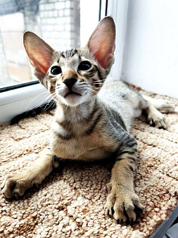 Ориентальный мальчик 20000 р.