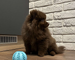 Собаки в Лыткарино: Шоколадный щенок малый немецкий шпиц кобель Родословная скор Мальчик, 30 000 руб. - фото 2