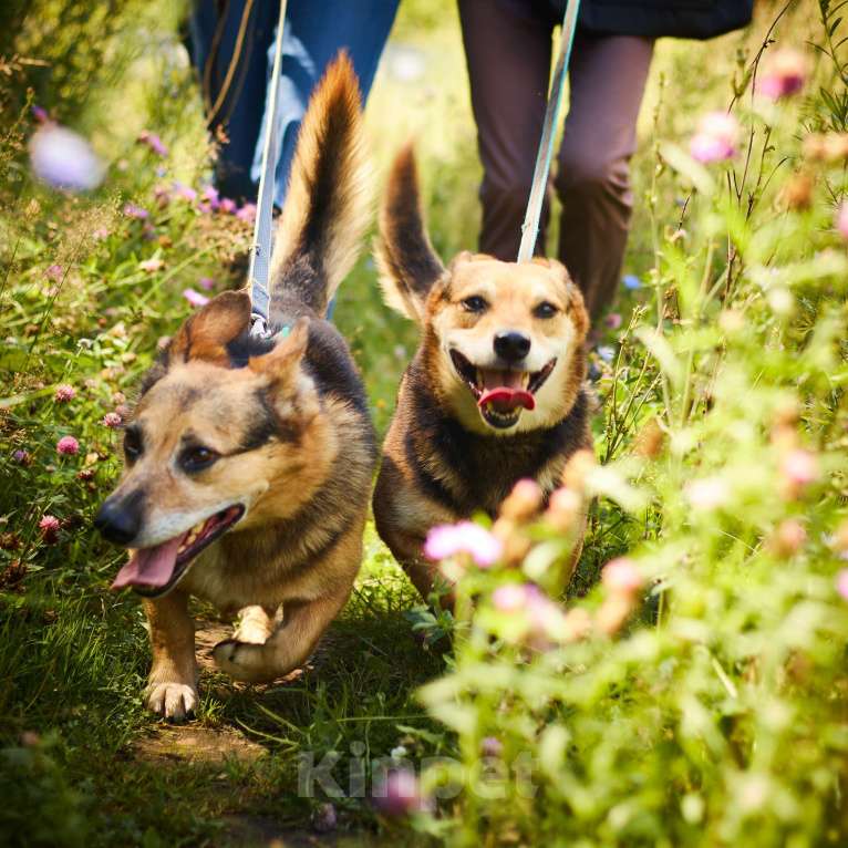 Собаки в Москве: Милане и Татошке очень нужен дом  Мальчик, Бесплатно - фото 3