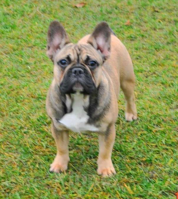 Собаки в Москве: Подрощенная девочка француженка  Девочка, Бесплатно - фото 7