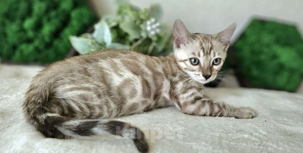 Кошки в Москве: Бенгальский котенок снежного окраса Девочка, 50 000 руб. - фото 2