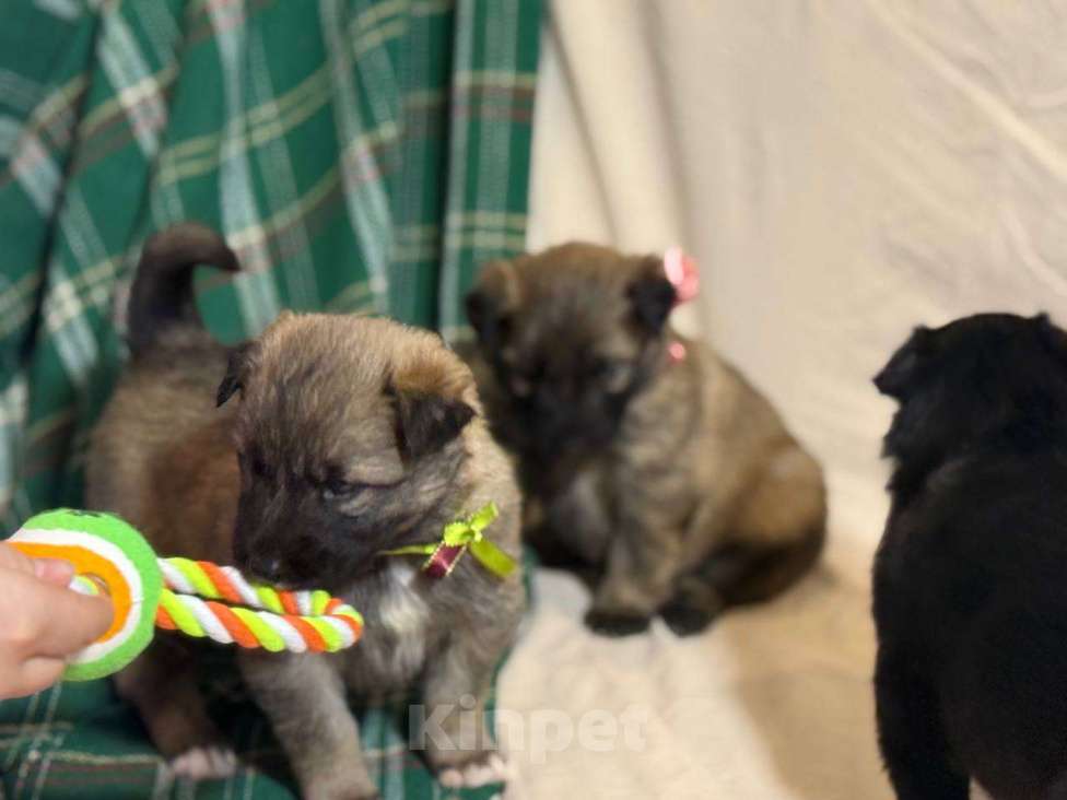 Собаки в Кировске: Ищем ответственных хозяев для замечательных щенят Мальчик, Бесплатно - фото 4