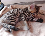Кошки в Санкт-Петербурге: Бенгальская кошечка Девочка, 55 000 руб. - фото 4