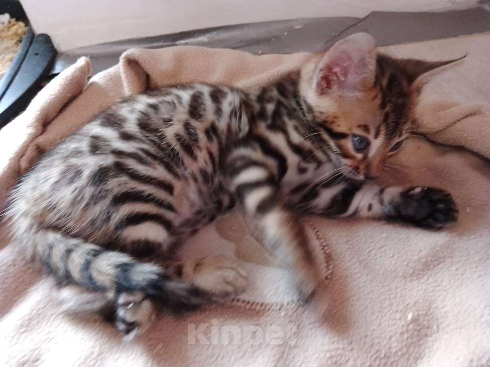Кошки в Санкт-Петербурге: Бенгальская кошечка Девочка, 55 000 руб. - фото 4