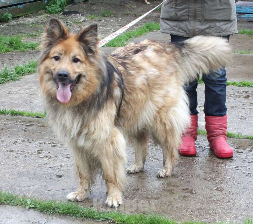 Собаки в Москве: Мишка в поисках дома и своей семьи Мальчик, Бесплатно - фото 2