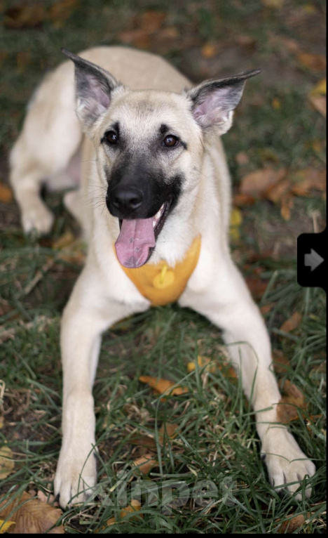 Собаки в Москве: Миндаль Мальчик, Бесплатно - фото 1