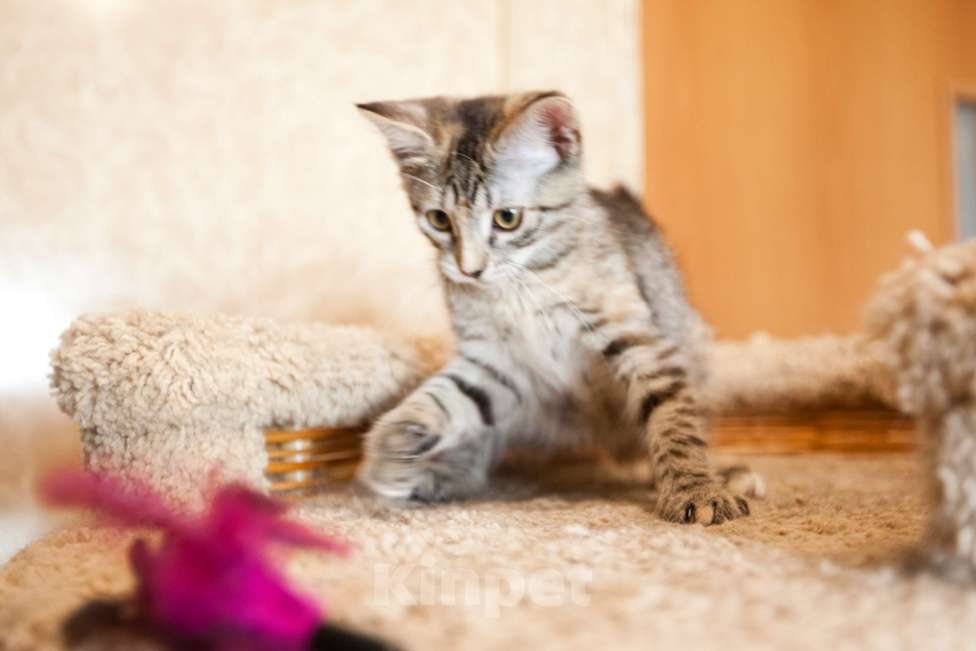 Кошки в Москве: Серо-бежевый котёнок в добрые руки  Девочка, Бесплатно - фото 10