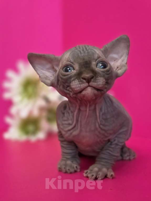 Кошки в Москве: Два мальчика сфинкс черный и шоколадный Мальчик, 20 000 руб. - фото 3