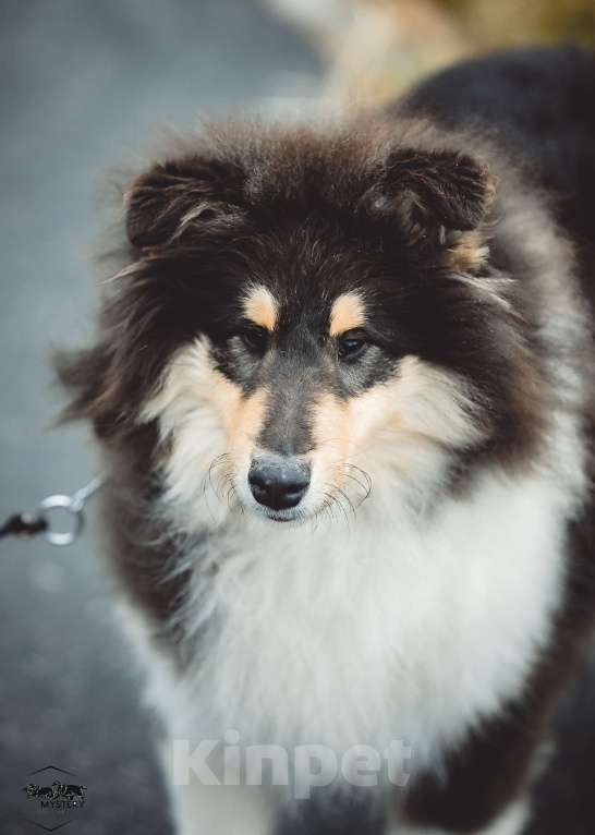 Собаки в других городах Свердловской области: Колли Адмирацион Мальчик, 70 000 руб. - фото 1