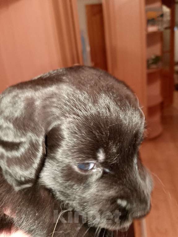 Собаки в Строителе: Пушистик от таксы Мальчик, Бесплатно - фото 3