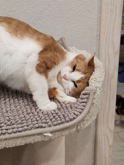 Найдись, хозяин для ласковой Алиски