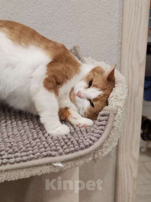 Кошки в Москве: Найдись, хозяин для ласковой Алиски Девочка, Бесплатно - фото 1