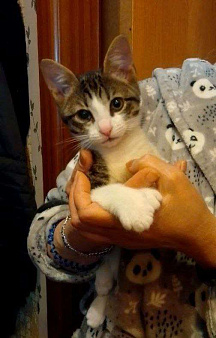 Василек котенок очень ждет свою семью