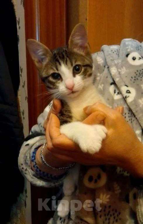 Кошки в Москве: Василек котенок очень ждет свою семью Мальчик, Бесплатно - фото 1