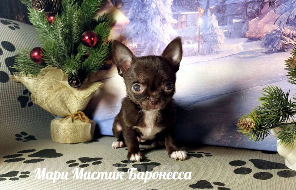 Собаки в Санкт-Петербурге: Супер мини Баронесса шоколадного окраса чихуахуа Девочка, 150 000 руб. - фото 6