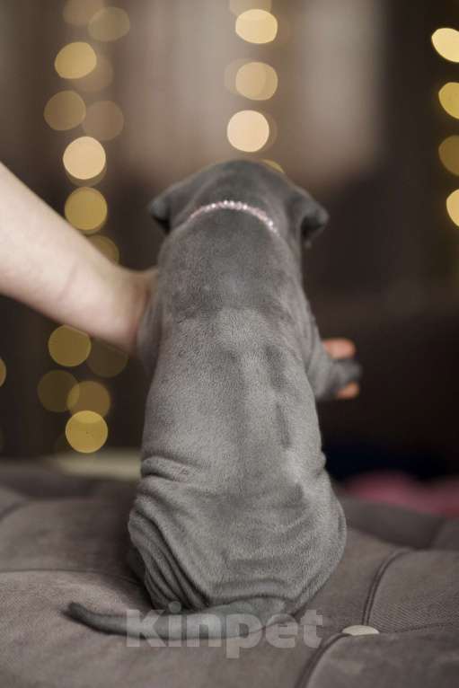 Собаки в Санкт-Петербурге: Тайский риджбек щенок Девочка, 140 000 руб. - фото 5