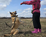 Собаки в Королеве: Любви не случилось… Девочка, Бесплатно - фото 9