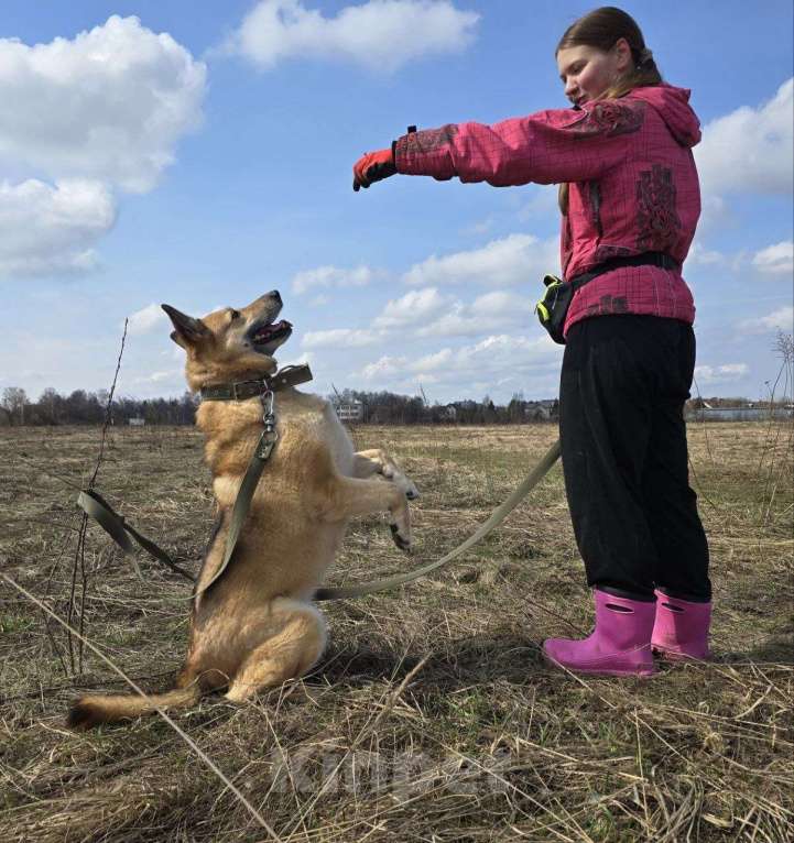 Собаки в Королеве: Любви не случилось… Девочка, Бесплатно - фото 9