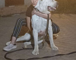 Собаки в Люберцах: Алабай, 2 года. ТОЛЬКО в заботливые руки Мальчик, Бесплатно - фото 2
