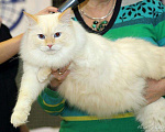 Кошки в Астрахани: Породистые котята, 40 000 руб. - фото 3
