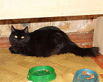 Кошки в Колпашево: Шикарная кошка персидской наружности ищет дом, 100 руб. - фото 5