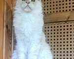 Кошки в других городах Ярославской области: Котята Мейн кун Мальчик, Бесплатно - фото 6