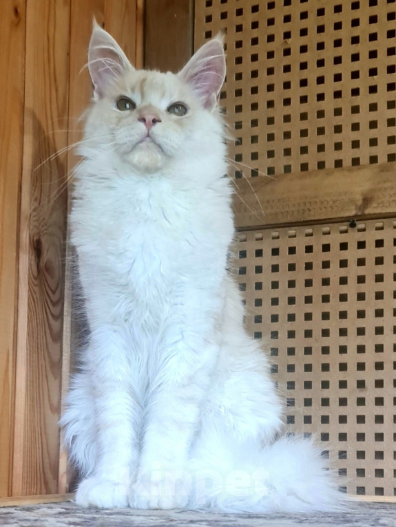 Кошки в других городах Ярославской области: Котята Мейн кун Мальчик, Бесплатно - фото 6