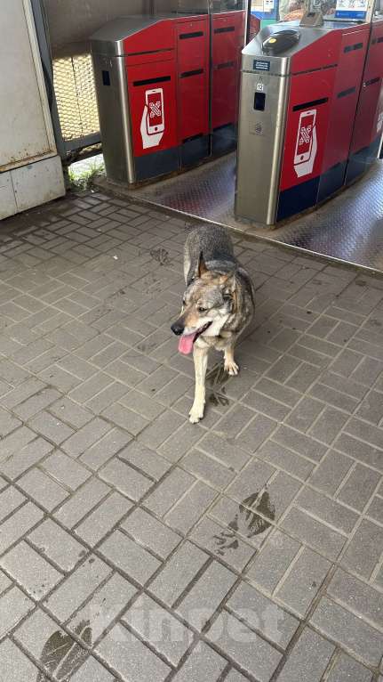 Собаки в Видном: Порода собаки не верная, собака ходит по платформе Расторгуево, Видное, ищет хозяина Девочка, 1 руб. - фото 2