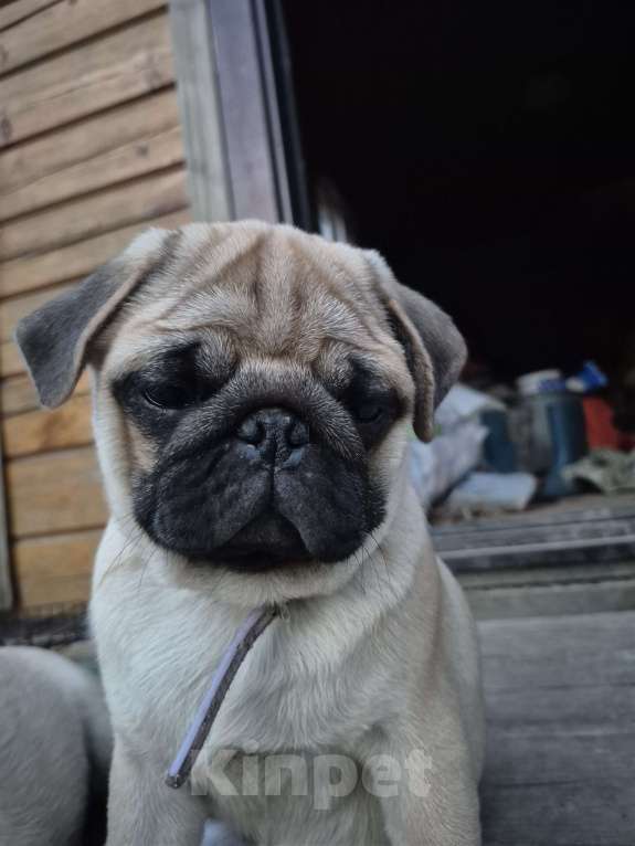 Собаки в Ярославле: Щенок мопса Девочка, 55 000 руб. - фото 8