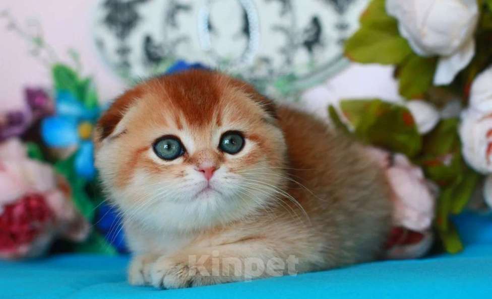 Кошки в Москве: Золотая шиншилла с документами  Девочка, 40 000 руб. - фото 3