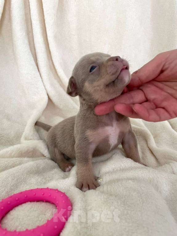 Собаки в Санкт-Петербурге: Щенок Американского булли sm_bulli Mia Девочка, 130 000 руб. - фото 3