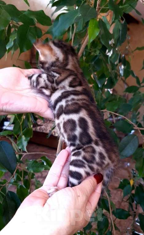 Кошки в Москве: Бенгальский котенок,  девочка Девочка, 45 000 руб. - фото 2