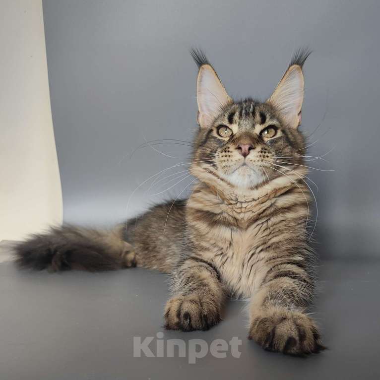 Кошки в Белгороде: Котенок мейн-кун Мальчик, 15 000 руб. - фото 2
