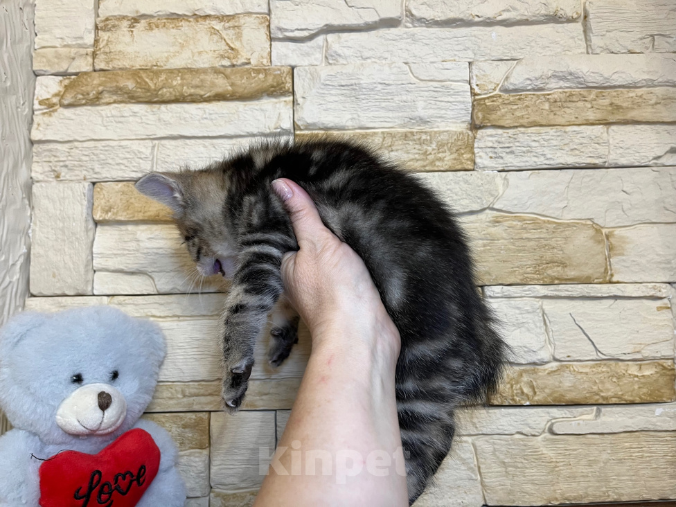 Кошки в Волгограде: Котик курильский бобтейл Мальчик, 35 000 руб. - фото 3
