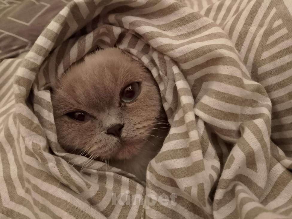 Кошки в Краснодаре: Нужен красивый веслоухий Шотландиц желательно с голубыми глазами  Девочка, 100 руб. - фото 2