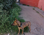 Собаки в Перми: Потерялся щенок, 8 мес, мальчик тигрового окраса, на груди белая звезда, очень активный. Мальчик, 1 000 руб. - фото 3