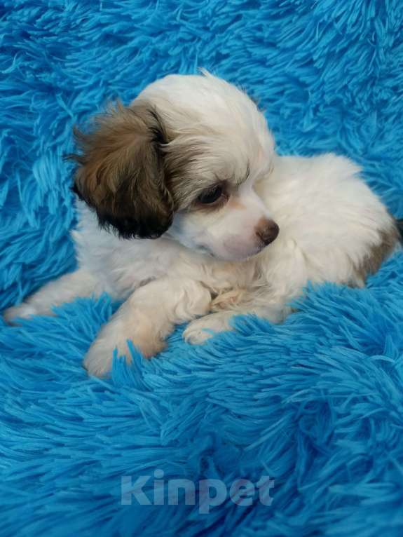 Собаки в Санкт-Петербурге: Пуховый мальчишка  Мальчик, 30 000 руб. - фото 3