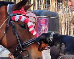 Собаки в других городах Свердловской области: На жби потерялся карликовый пинчер Мальчик, Бесплатно - фото 2