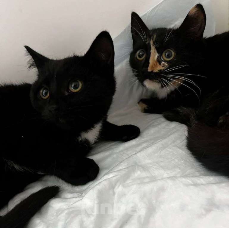 Кошки в Москве: Маленьким котятам никуда идти 🆘️ Срочный поиск дома Девочка, Бесплатно - фото 2