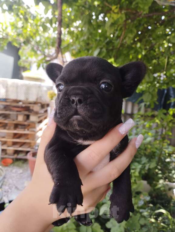 Собаки в Симферополе: Французский бульдог  Мальчик, 90 руб. - фото 4