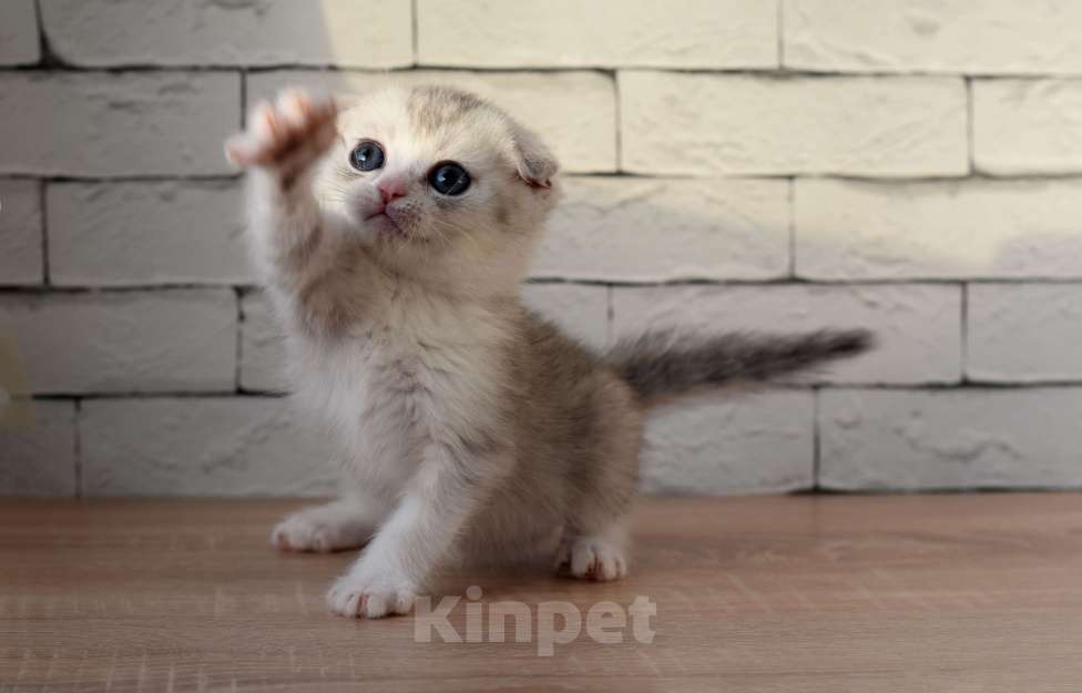 Кошки в Санкт-Петербурге: Скоттиш фолд короткошорстный Мальчик, 30 000 руб. - фото 1
