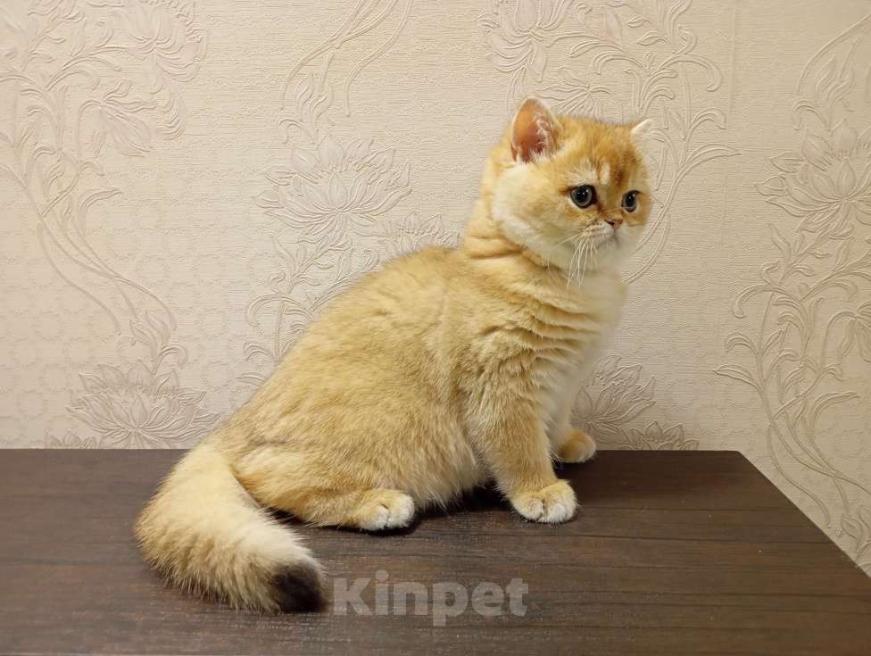 Кошки в Москве: Шотландский котик страйт Мальчик, 150 000 руб. - фото 8