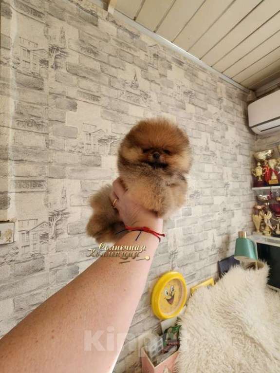Собаки в Москве: Шпиц померанский мини мальчик Ркф Мальчик, Бесплатно - фото 1
