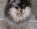 Собаки в Химках: Малыш померанец Мальчик, 35 000 руб. - фото 2