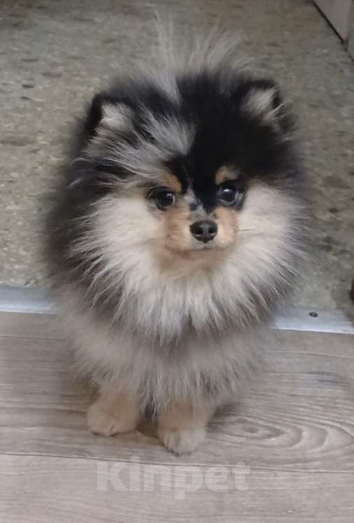 Собаки в Химках: Малыш померанец Мальчик, 35 000 руб. - фото 2