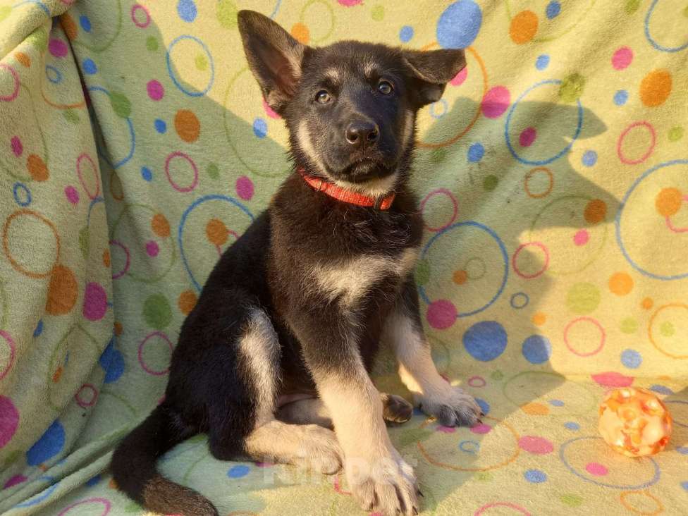 Собаки в других городах Крыма: Вента Девочка, 25 000 руб. - фото 7