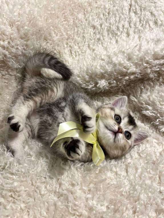 Кошки в Нижнем Новгороде: Шотландские котята с родословной  Девочка, 17 500 руб. - фото 4