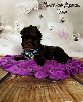Мальчик шоко йорка Нео ( документы НРКА)