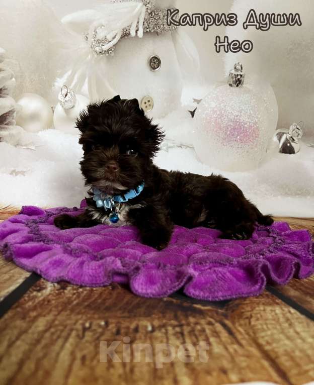 Собаки в Сосновом Бору: Мальчик шоко йорка Нео ( документы НРКА) Мальчик, 45 000 руб. - фото 1