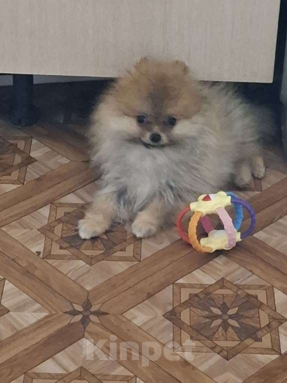 Собаки в Самаре: Померанский шпиц продажа Мальчик, 55 000 руб. - фото 1